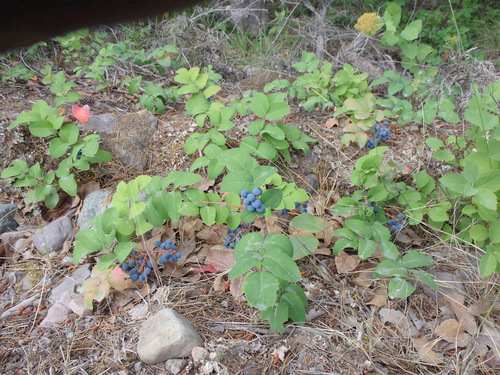 GDMBR: Huckleberries on NF-477, Montana.